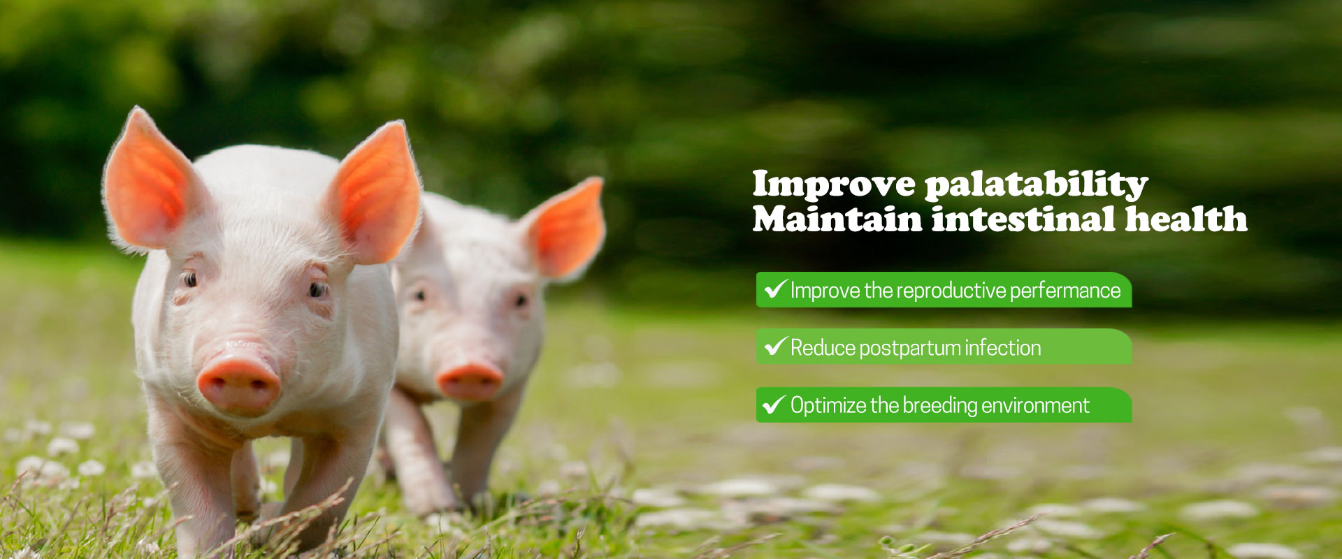 Compound Probiotic